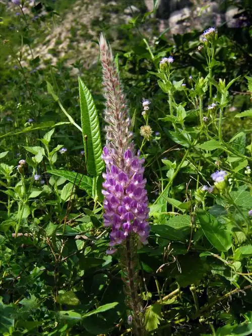 猫尾草花图片猫尾草图片猫尾草植物图片