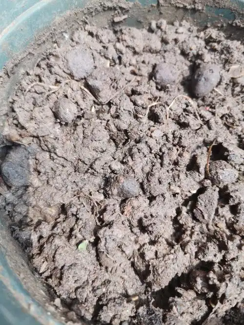 辣椒籽育苗成功了