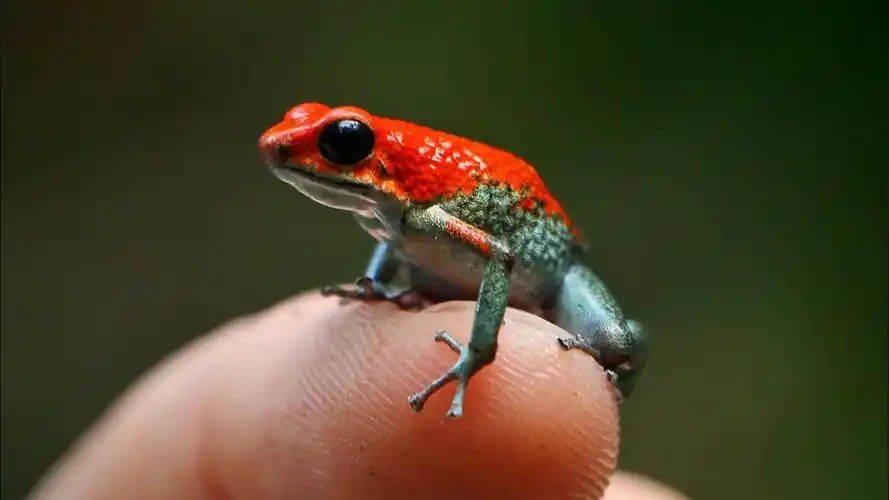 世界最毒青蛙被发现了?皮肤分泌物轻松杀手数千人?