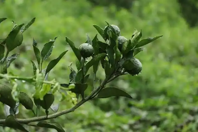 桔园结果的青色桔子果实摄影图片素材