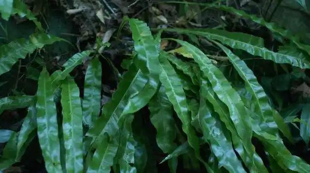 江南星蕨长得非常奇特,叶子像剑又叫七星剑,清热解毒,可作盆栽