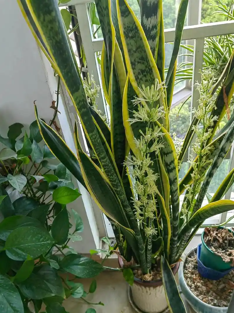 虎皮兰开花通常被认为是一个吉祥的预兆,象征着吉祥顺利,财源广进