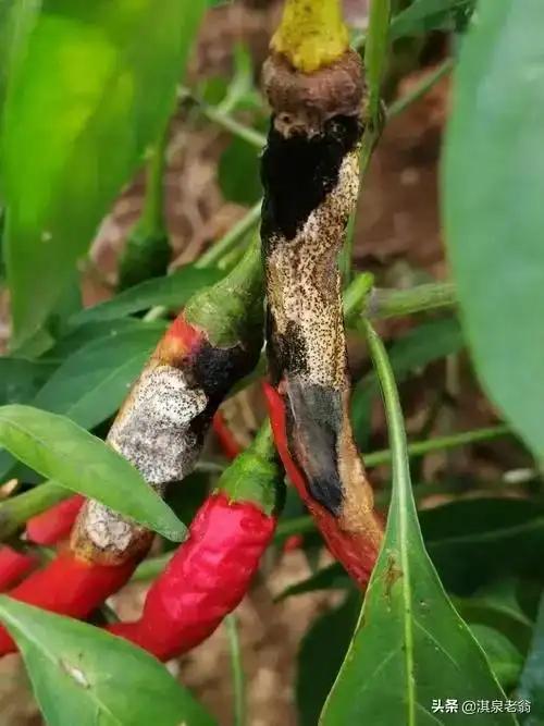 辣椒常见病害防治技术