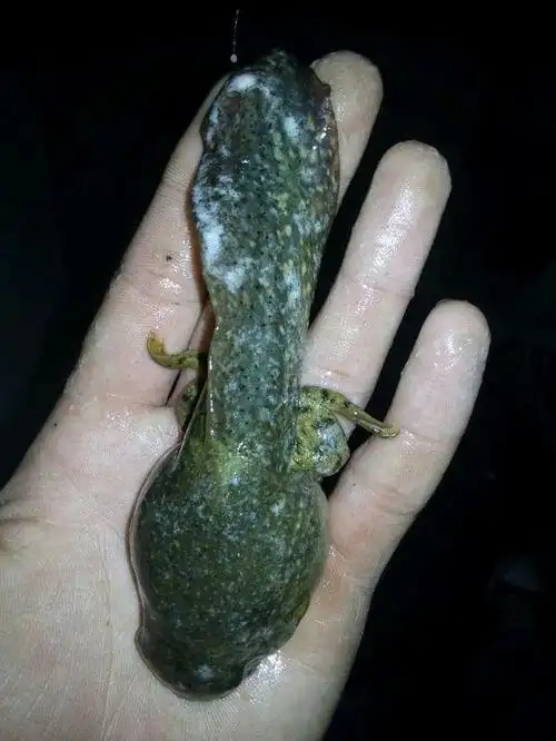 但是这只却不太像,有人说这只可能是娃娃鱼的幼崽,不过从腿来看这应该