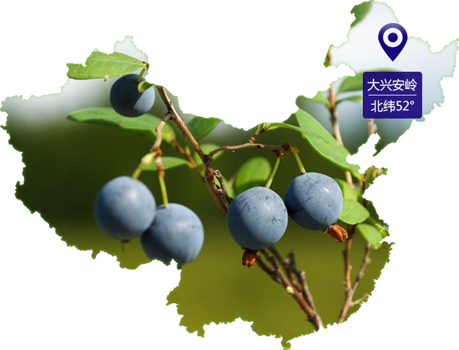 大兴安岭百盛蓝莓科技开发有限公司官网,蓝百蓓,大兴安岭蓝莓,野生