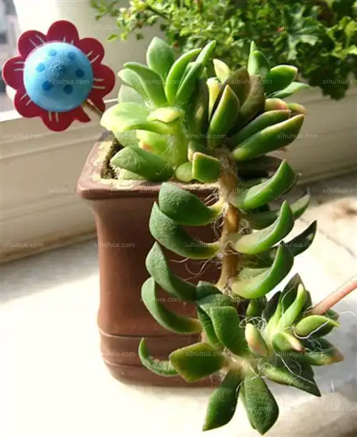 吹雪之松锦图片