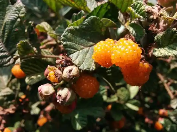 夏天山上的黄色果实叫什么呢!如下图