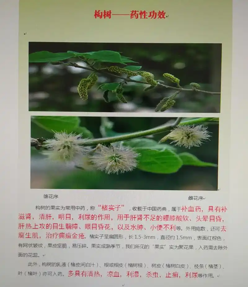 中药"构树"一一药性功效