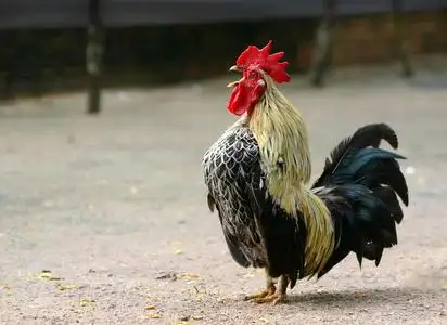 泰国的矮脚鸡照片