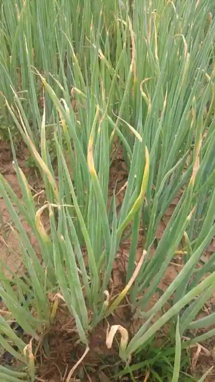 葱干尖——种葱必收藏