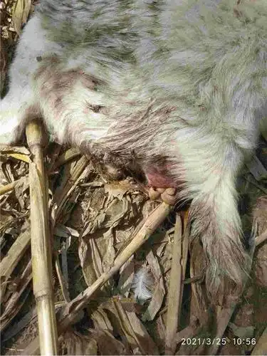 羊生完以后出来这个白色的东西是什么