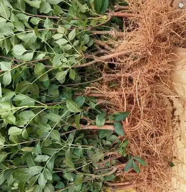 [吴茱萸批发]江西中花吴茱萸苗 枝条吴茱萸种苗茶辣臭辣子漆辣子树衣