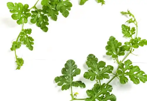 新鲜的西瓜藤放在白底上