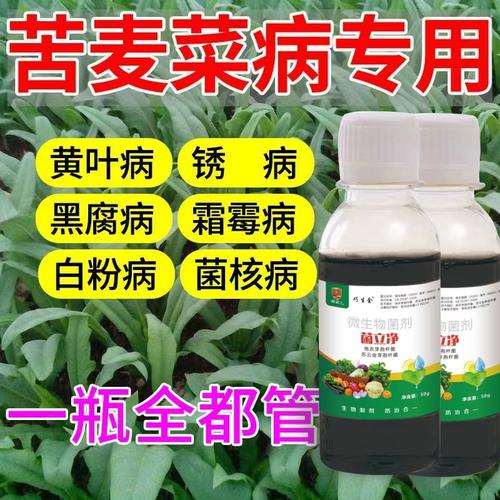 苦麦菜病害专用药茎腐病黑斑病褐斑病霜霉病苦麦菜叶斑病杀菌剂