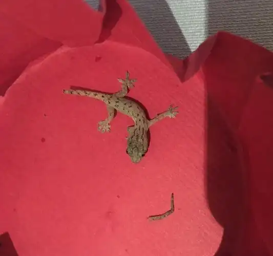 已经断尾的壁虎