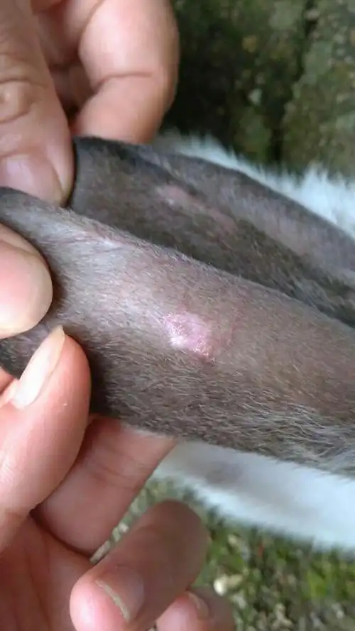 我们家兔子耳朵上长的东西,结痂了,但一碰连毛到掉了,怎么办,这是什么