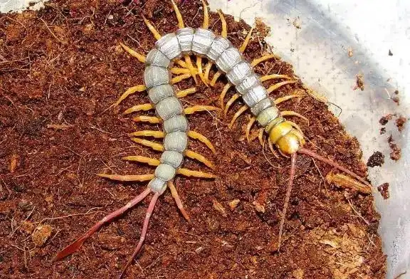 世界上剧毒蜈蚣, 尾巴上长着羽毛, 普通人难得一见