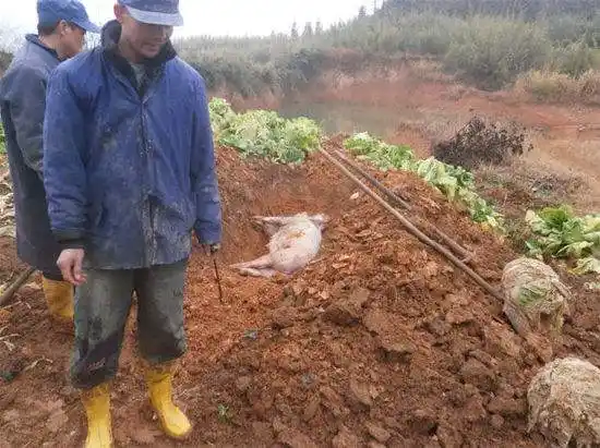 大银山病死猪掩埋事件共300吨分6批次掩埋