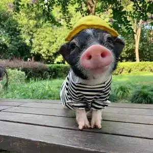 泰国小香猪活体幼崽家养纯种宠物猪活物可爱萌宠网红猪仔迷你定金