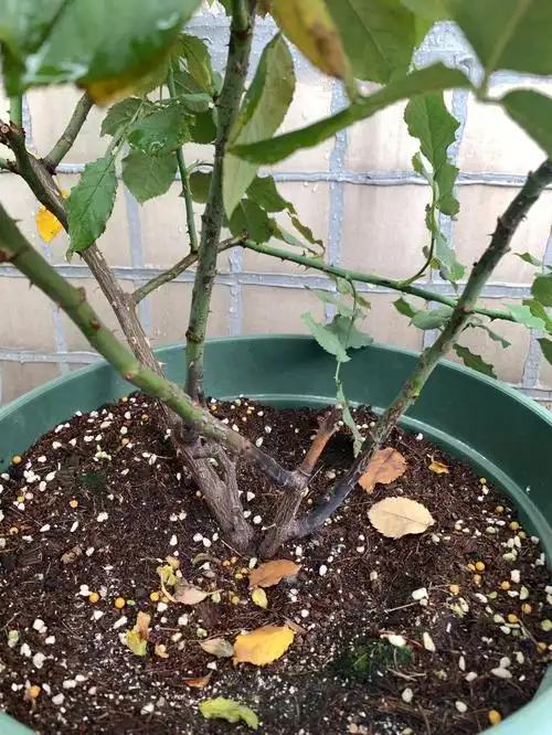 这个月季是莫名其妙黑杆了吗