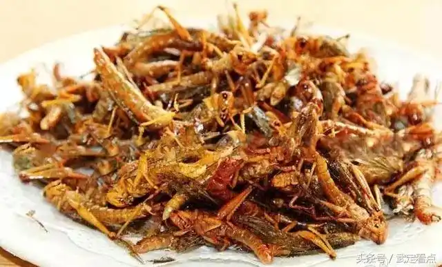 蚂蚱,学名蝗虫,对农作物危害极大.