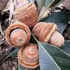 广西野生虎鞭果狗鞭果毛毛果男性滋补原材泡酒煲汤猪仔笠食品