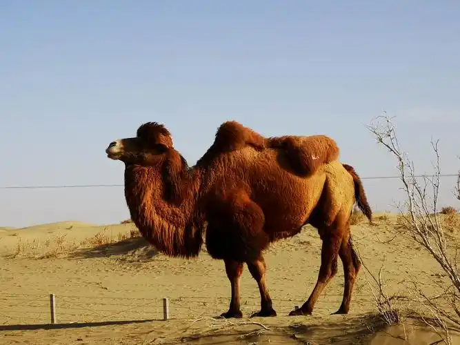 一只骆驼,一只公骆驼.