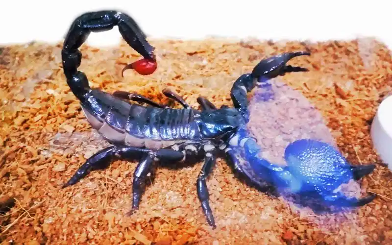 帝王蝎vs帝王蝎 非洲帝王 雨林