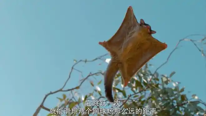 呆萌动物科普会飞的蜜袋鼯