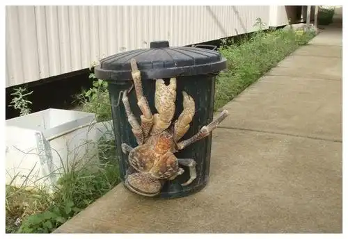 以鸟为食,能撬开椰子的椰子蟹,全身坚硬,却在人类餐桌上挣扎