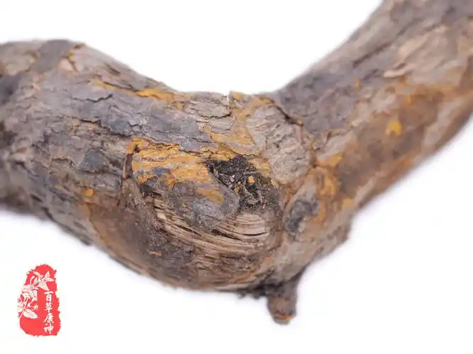 雷公藤伪品(昆明山海棠-根)-河北百草康神药业有限公司|中药材|中药