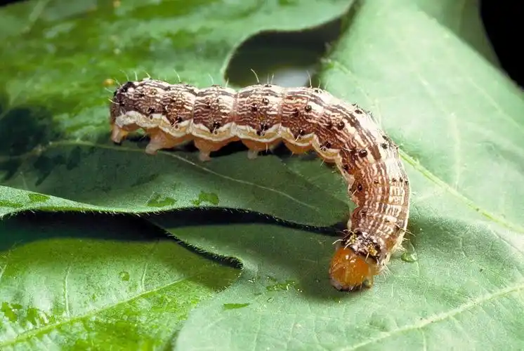 另一种害虫是美洲棉铃虫,这种害虫在美洲土生土长,其抗性和寄主阀围