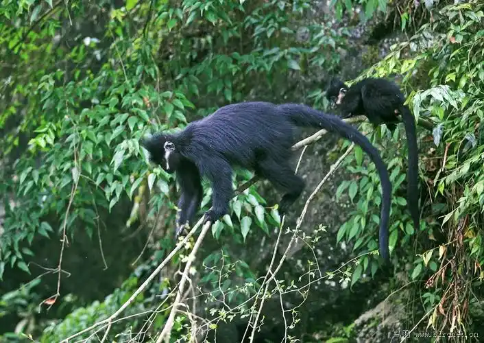 一组黑叶猴