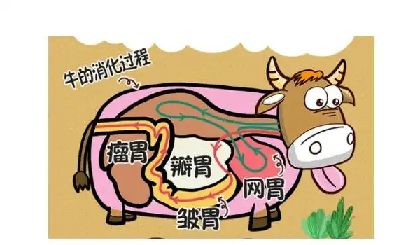 牛真正的胃是什么叫什么