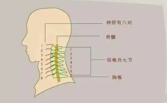 颈椎结构图