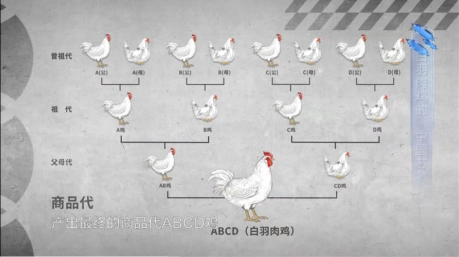 商品代的白羽鸡,就需要4个层级的种系,从曾祖代开始,需要纯种的a公母