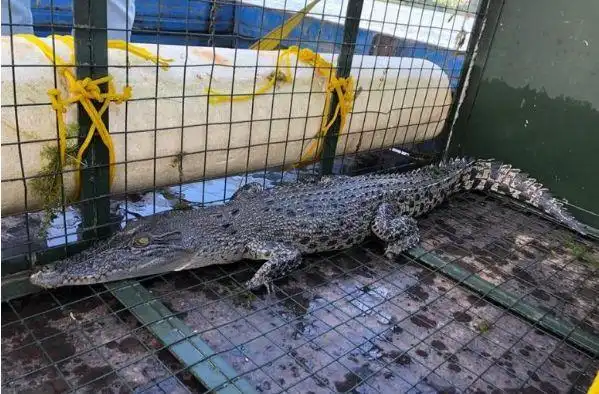 动物| 新加坡情人节跑出来的吓人的鳄鱼被抓了…放生地儿在哪里?