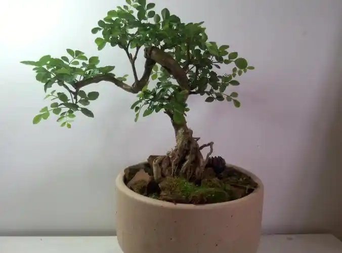 品种:白蜡盆景类型:木犀科落叶乔木,树皮灰褐色,纹裂.