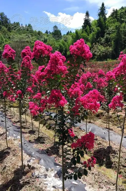 华彩三农带您看"盛夏里的紫薇红满堂"_树也