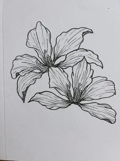 紫荆花线描练习30天26天