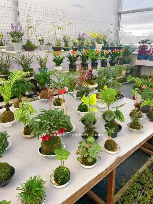 我家的绿植#办公室#晒晒我的桌面#办公室日常#盆景#绿植花卉盆景#植物