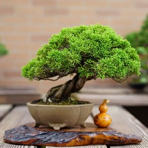 松柏盆景图片大全