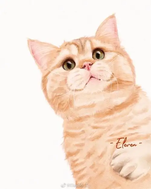 ipad水彩宠物 | 金渐层作者:@eleven_to 67ipad水