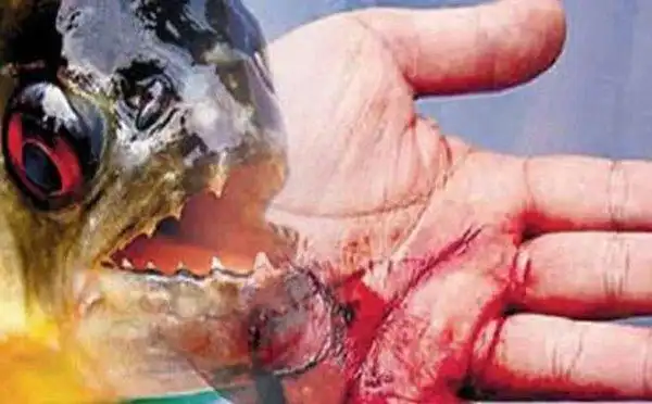 秘鲁食人鱼吃小孩事件揭秘真的有食人鱼将小孩吃掉