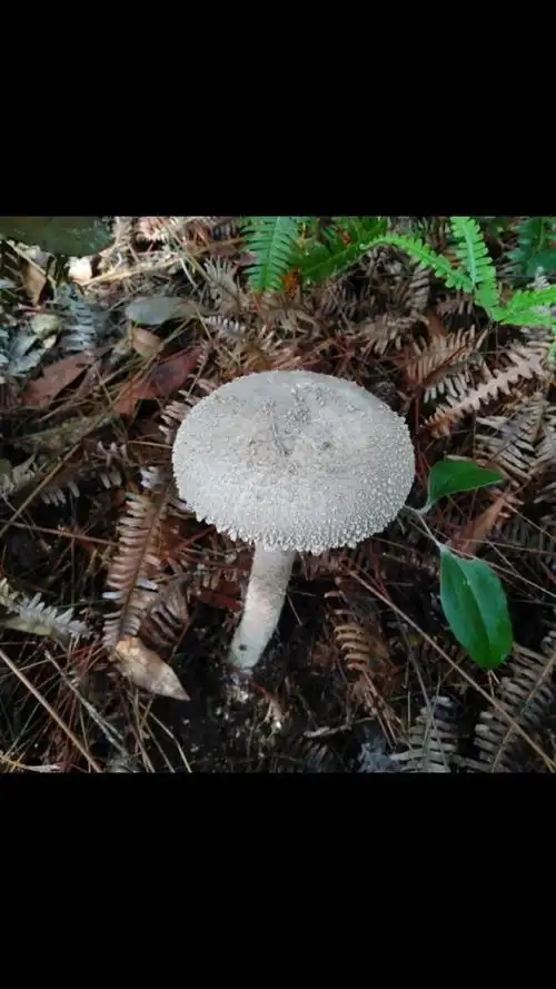 松树林里的美味——麻丝菇(中华鹅膏)