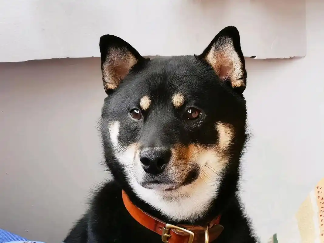 小狗什么牌子好(这5种"国产牌"狗狗,高颜值好养活,一点都不比洋狗差)