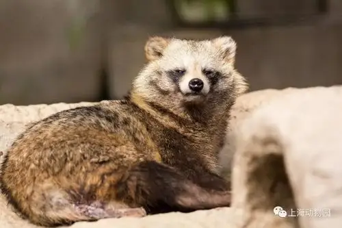 狐狸狐狸,说的到底是什么狐?