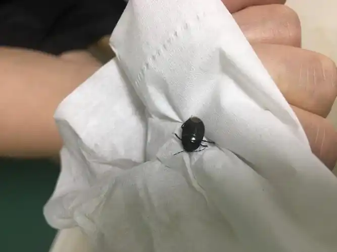 请问这是什么虫?黑色会飞硬壳小虫,屁股颜色浅黄