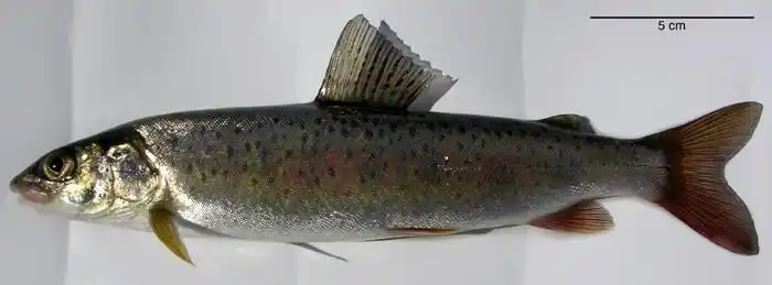 如图   ,  可能是    鲑科    salmonidae    细鳞鱼属      brachy