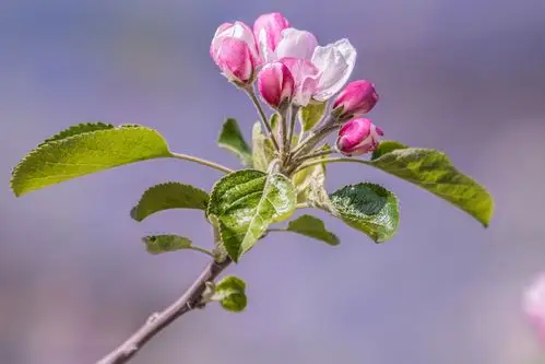 山村的苹果花静悄悄地开